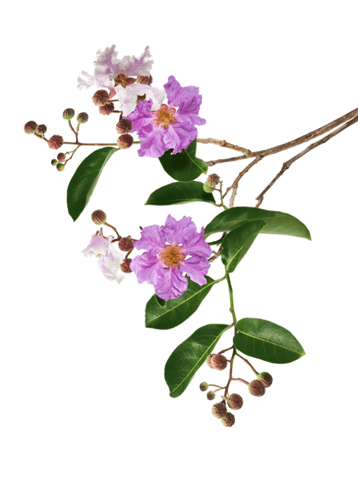 decorate image