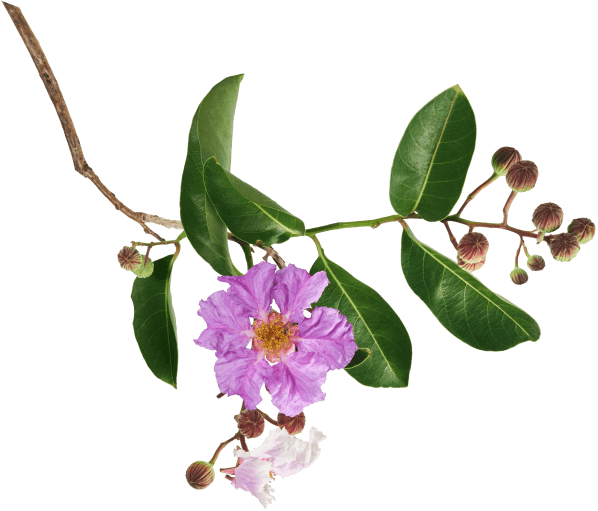 decorate image