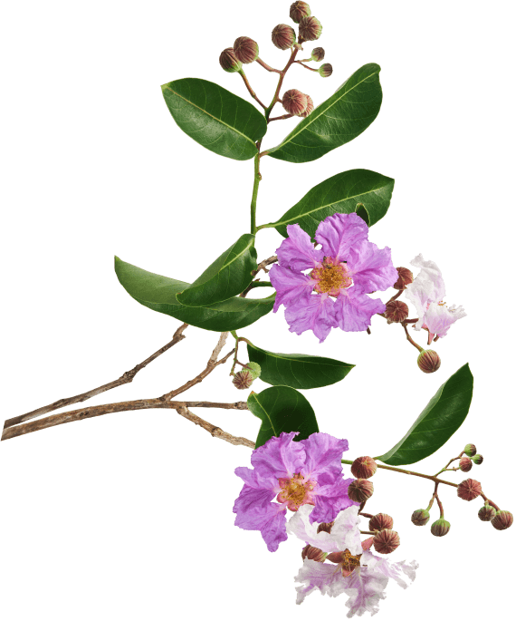 decoration