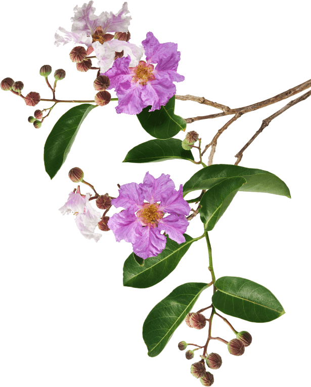 Right Decoration